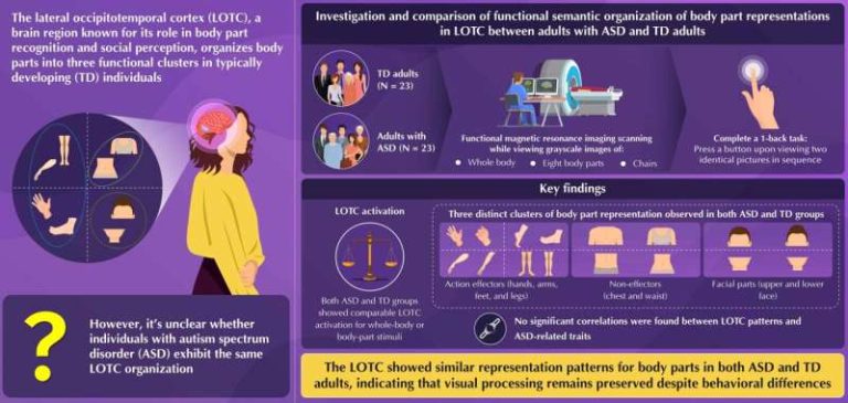 Grown-Ups With Extreme Introvertedness Appear Comparative Brain Mapping Of Body Parts As Regularly Creating Adults